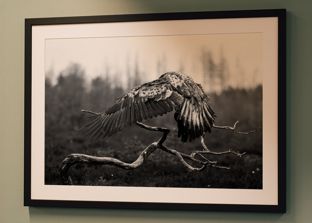 A védőszárnyak fensége