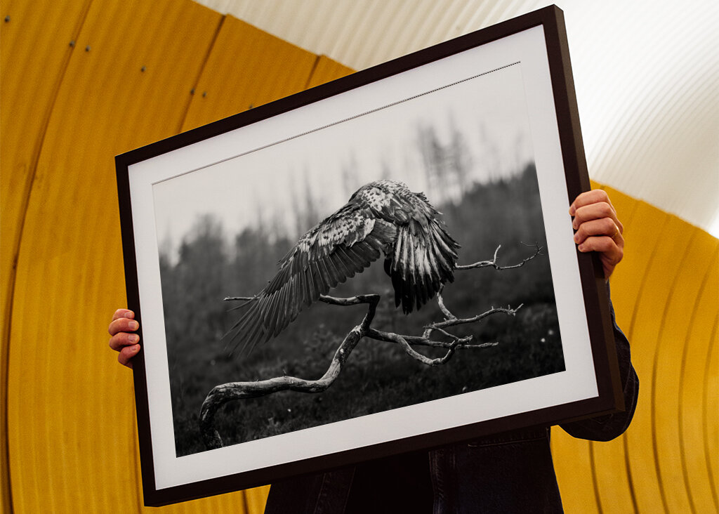 A védőszárnyak fensége