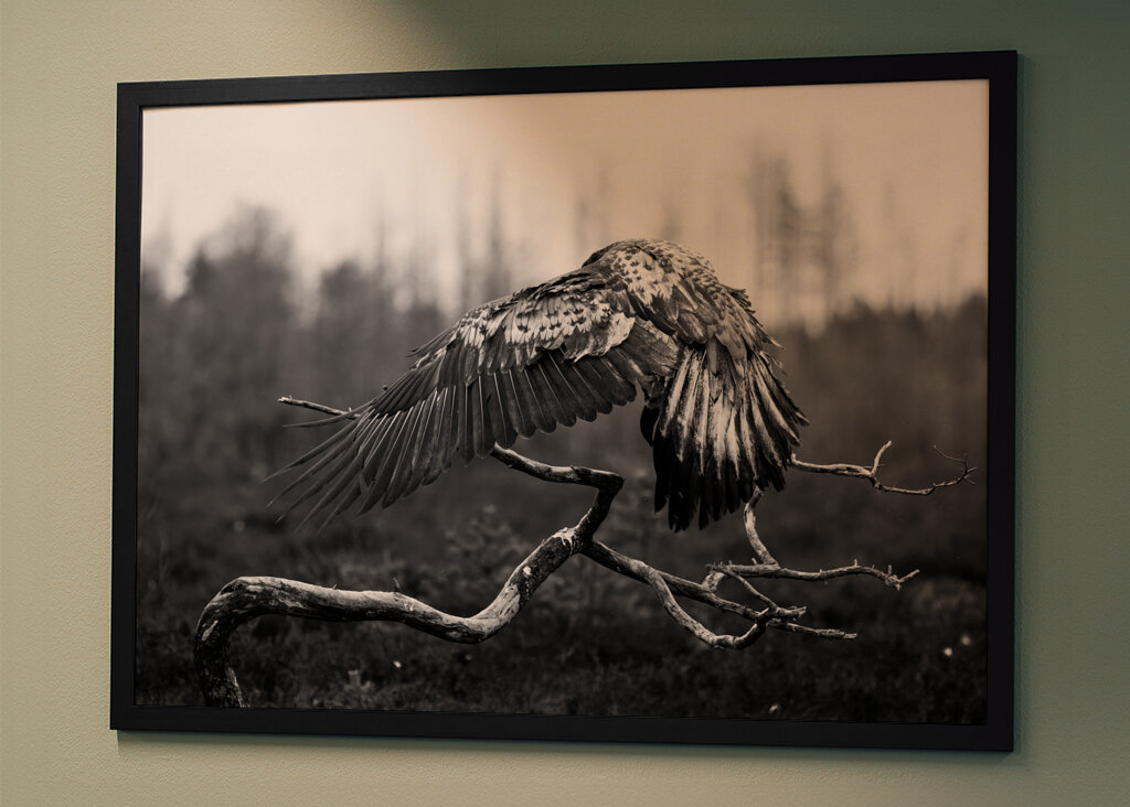 A védőszárnyak fensége