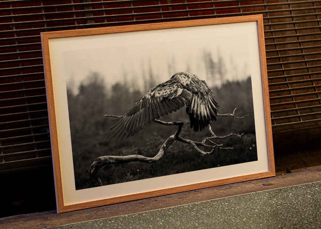 A védőszárnyak fensége