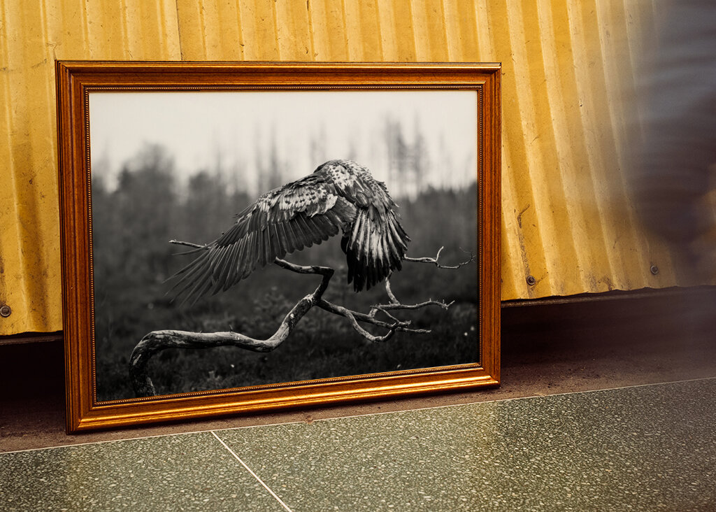 A védőszárnyak fensége