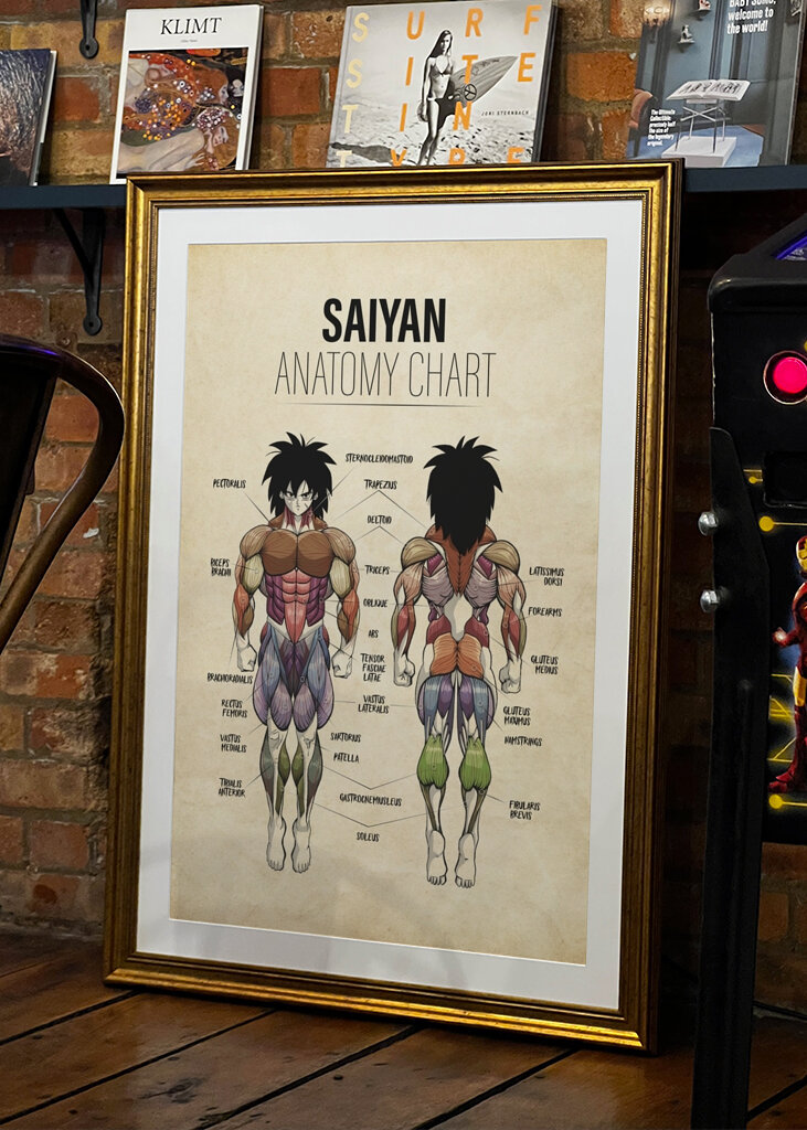 Brolyn anatomian kaavio DB Super