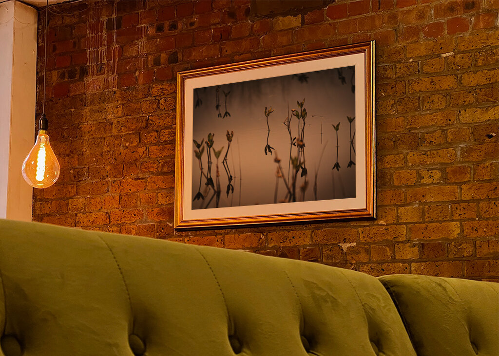 Reflections in Stillness.