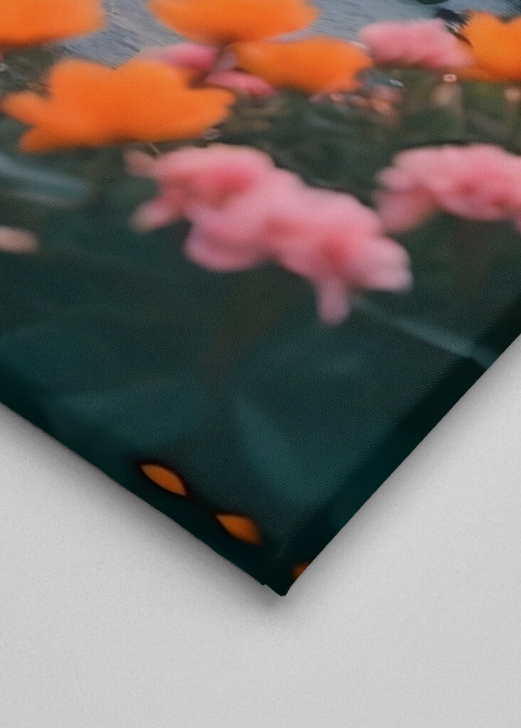 Solnedgang Kyst Bloom