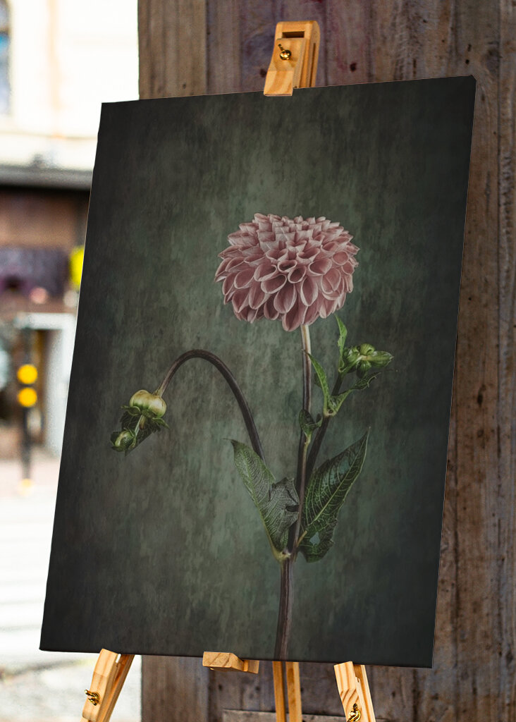 Dahlia Vintage blauer Rücken