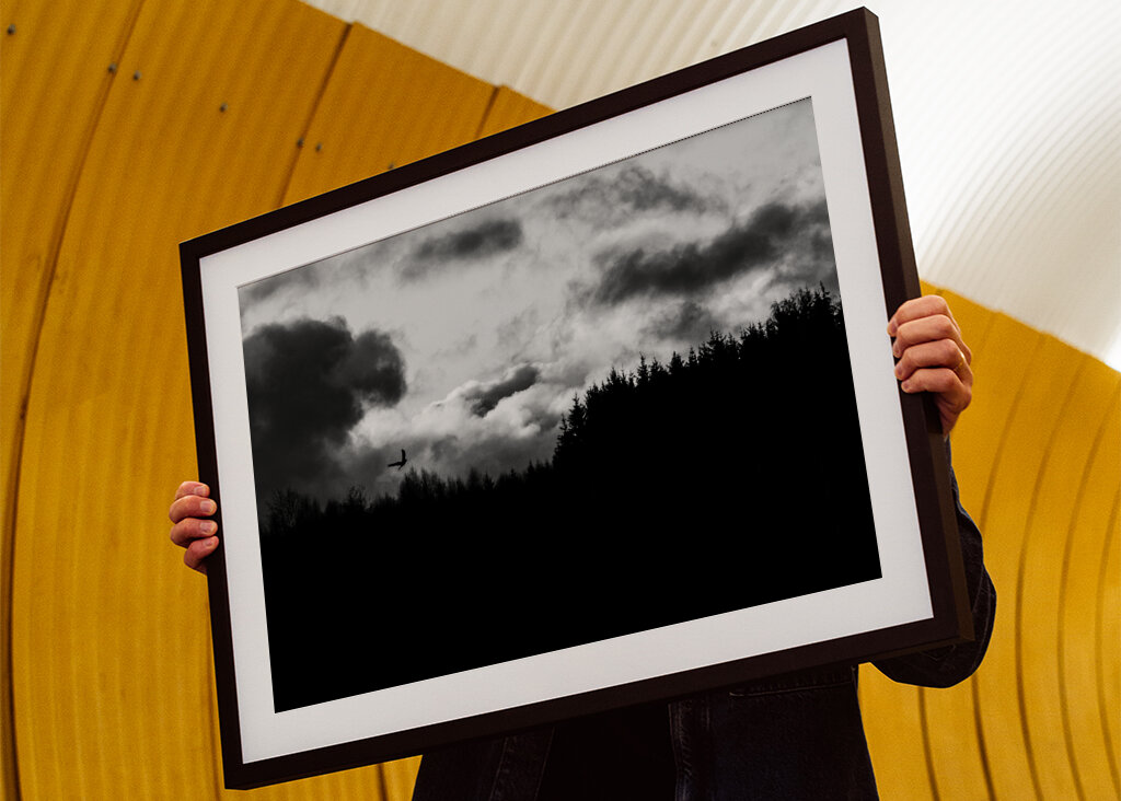 Rapace che vola nella foresta