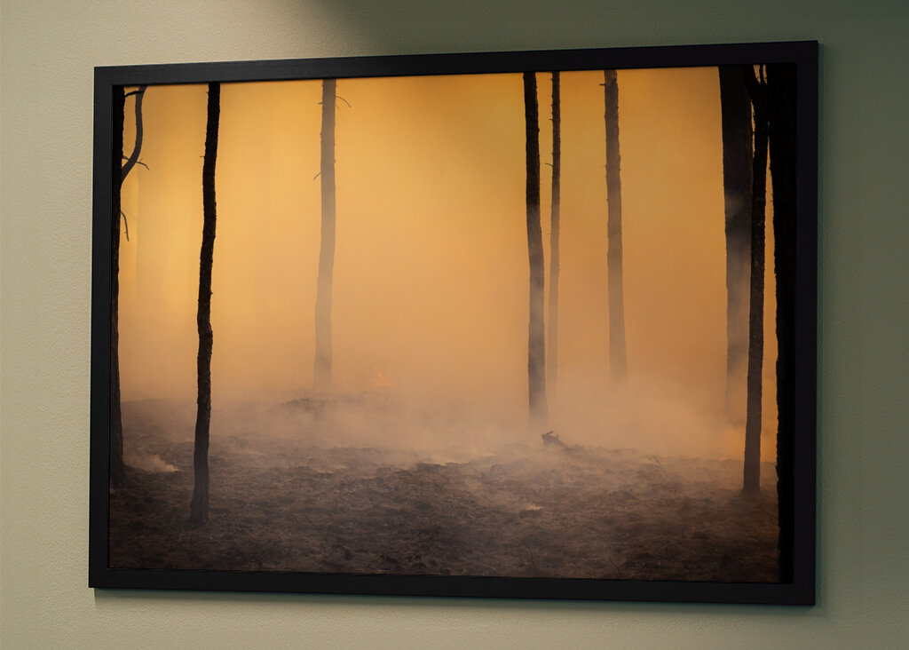 Stämme nach Waldbrand im Rauch