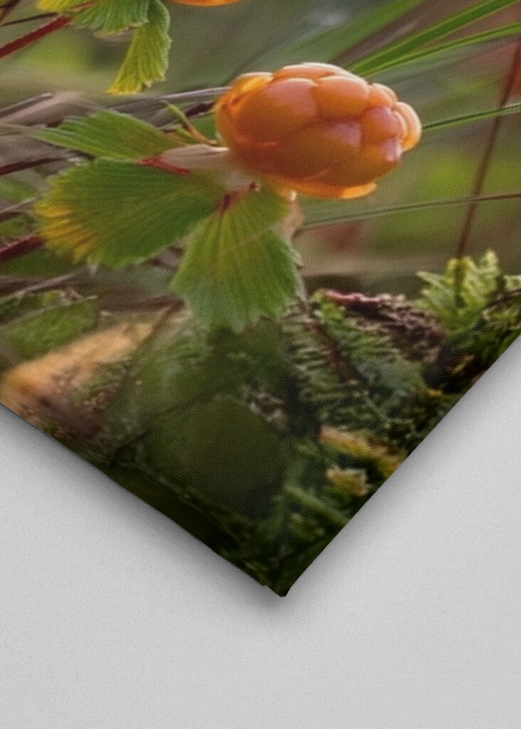 Cloudberries in a sunset