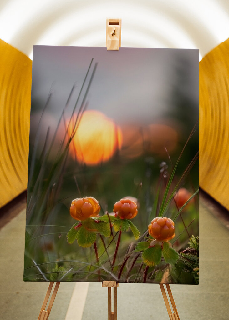 Cloudberries in a sunset