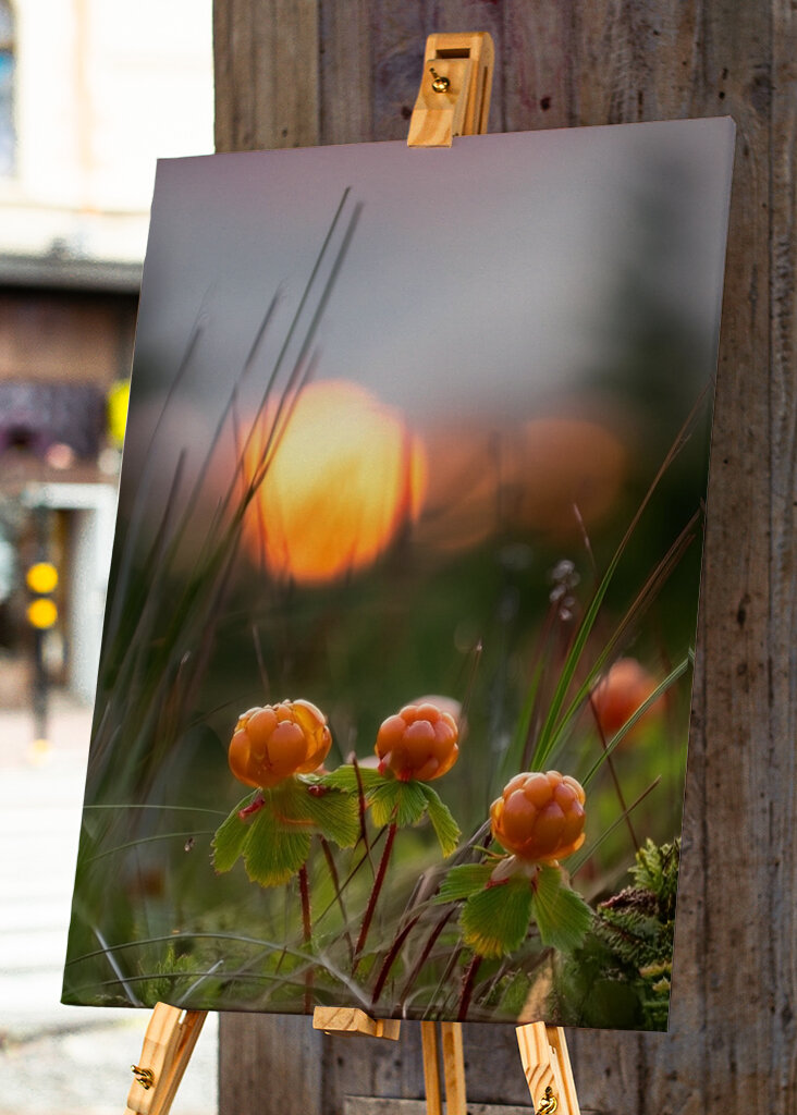 Cloudberries in a sunset