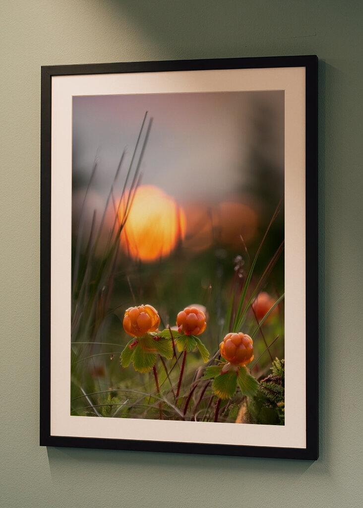 Cloudberries in a sunset