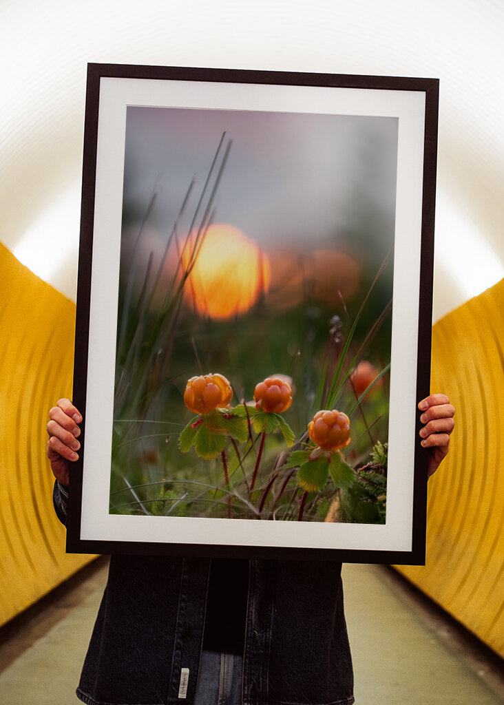 Cloudberries in a sunset