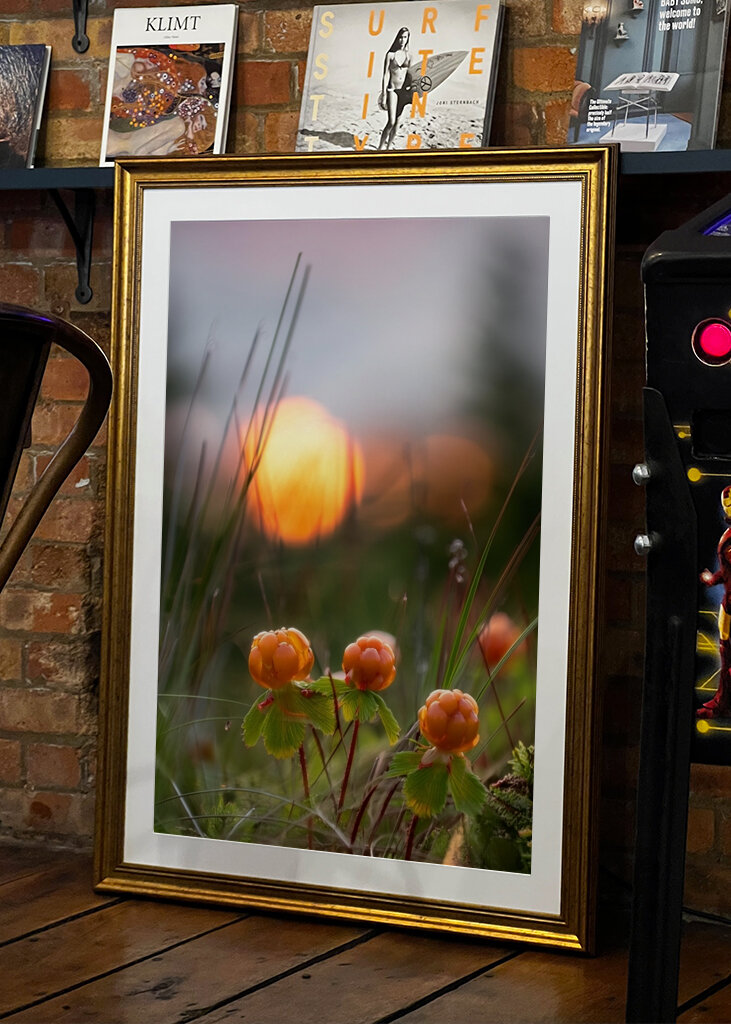 Cloudberries in a sunset