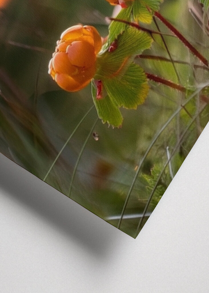 Cloudberries in a sunset
