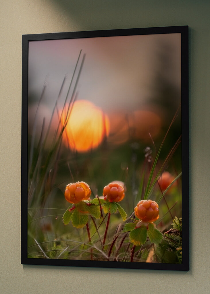 Cloudberries in a sunset