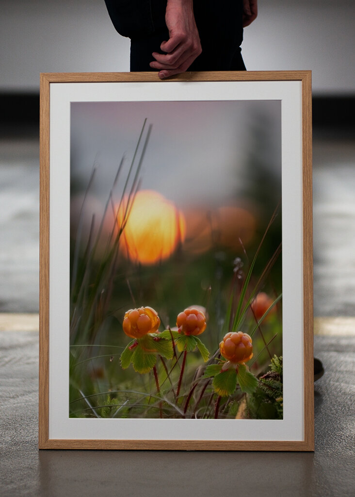 Cloudberries in a sunset