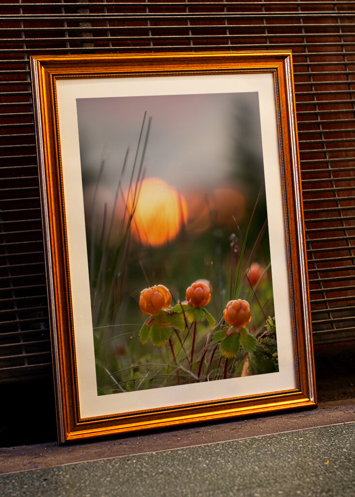 Cloudberries in a sunset