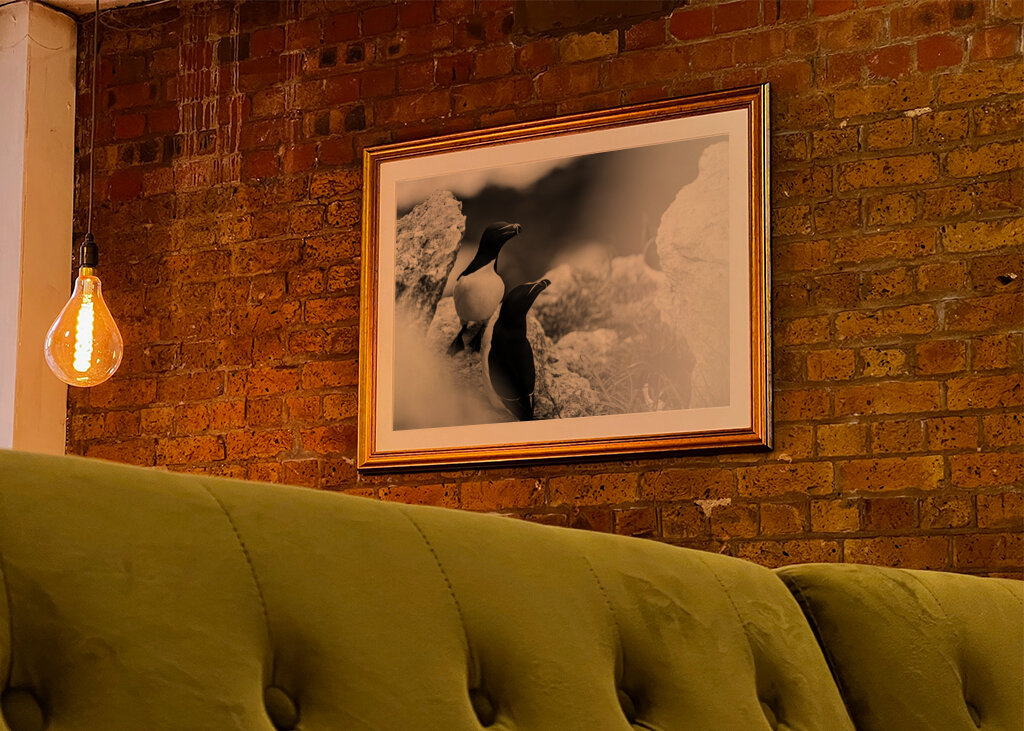 Tordmular i svartvitt