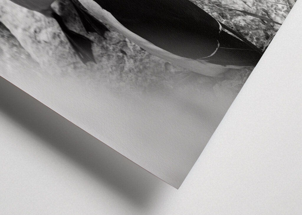 Tordmular i svartvitt