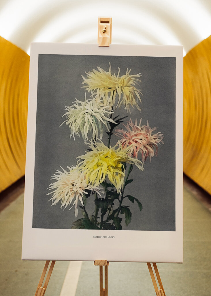 Chryzantéma Elegance