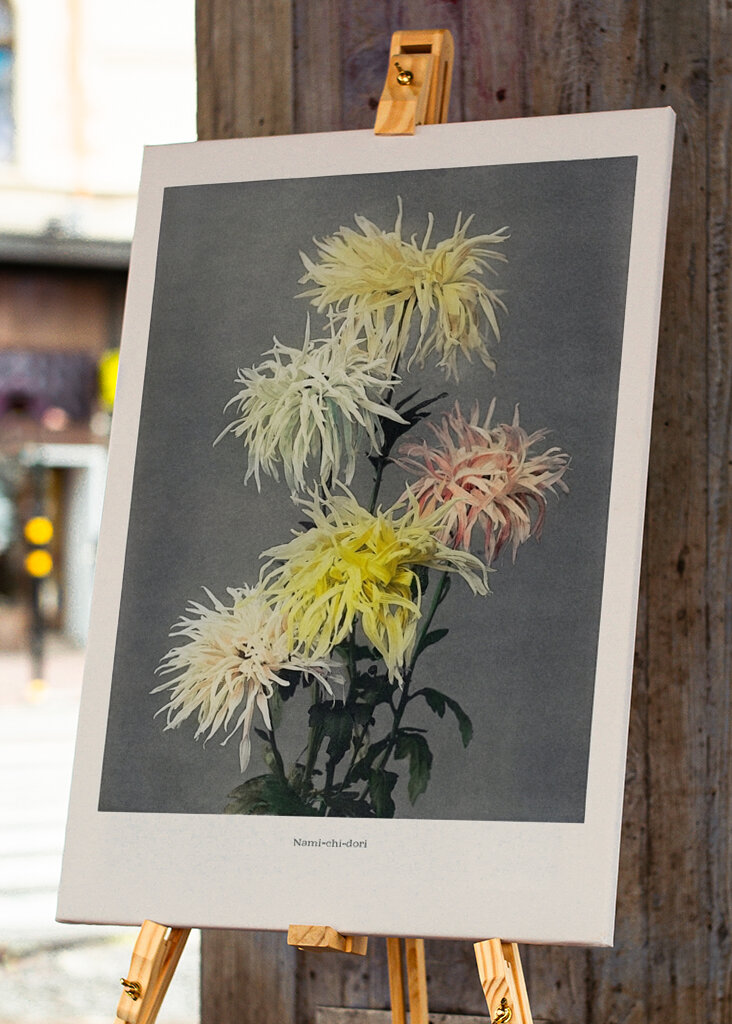 Chryzantéma Elegance