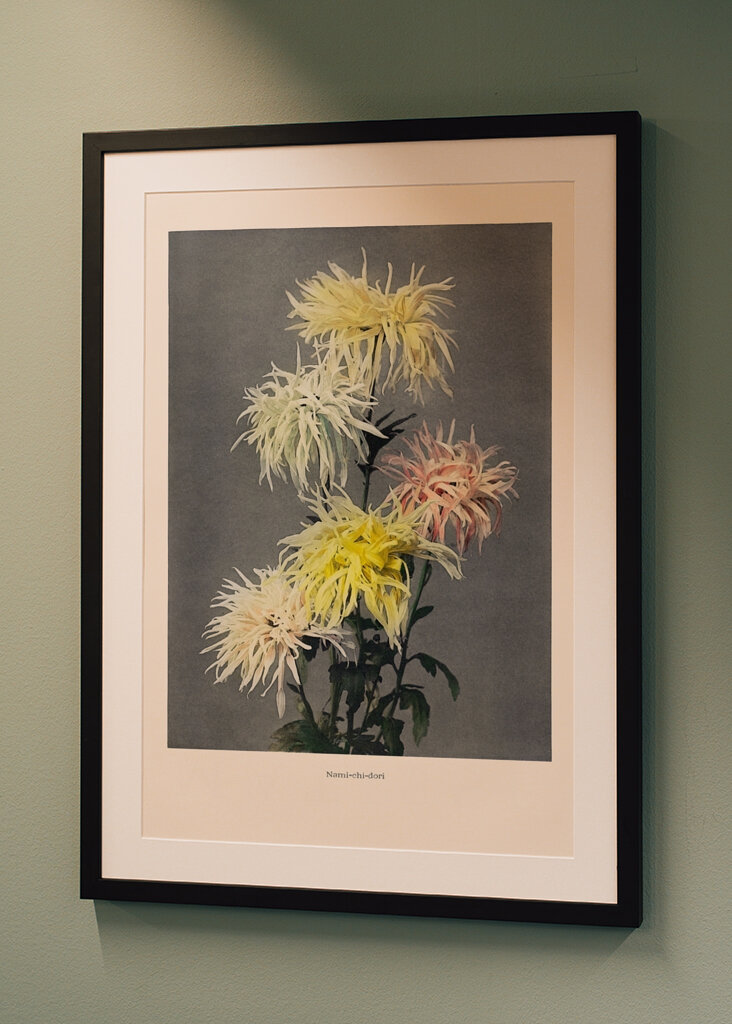 Chryzantéma Elegance