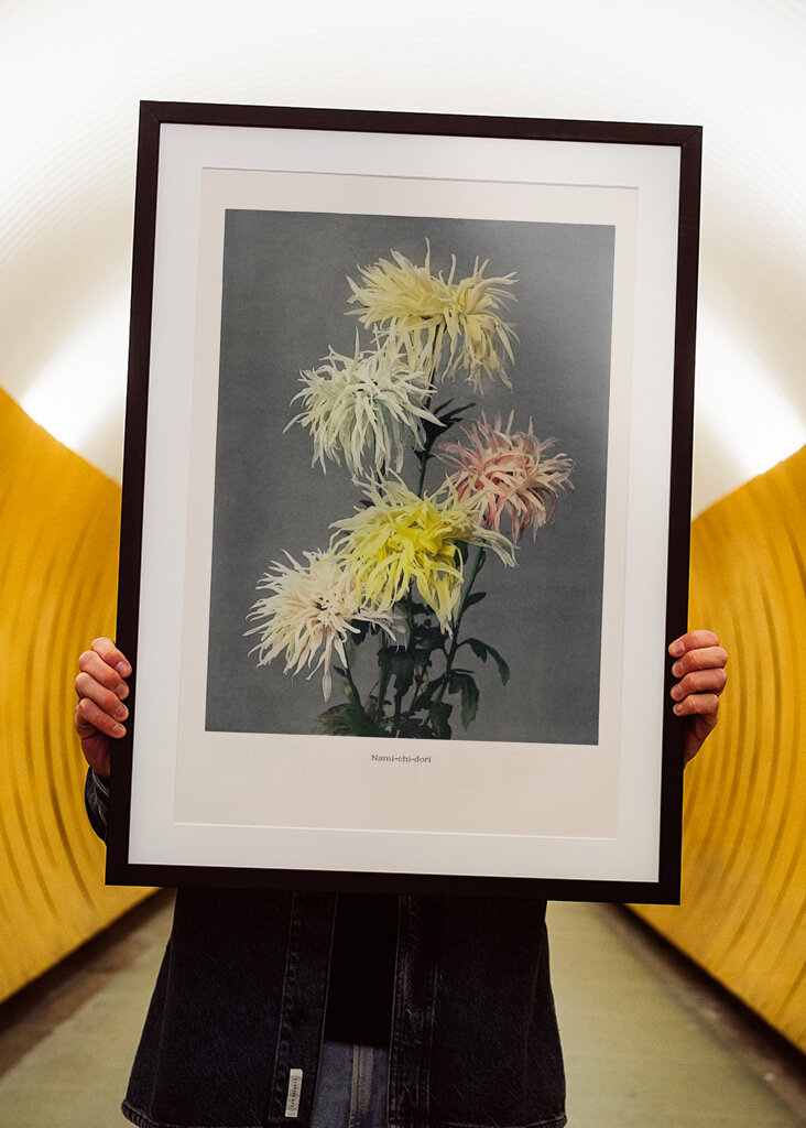 Chryzantéma Elegance