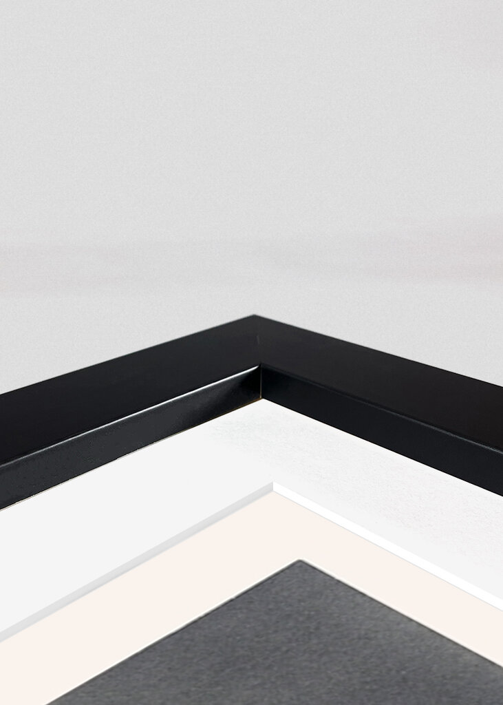 Chryzantéma Elegance