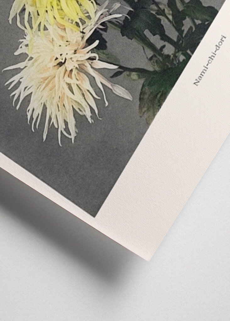 Chryzantéma Elegance