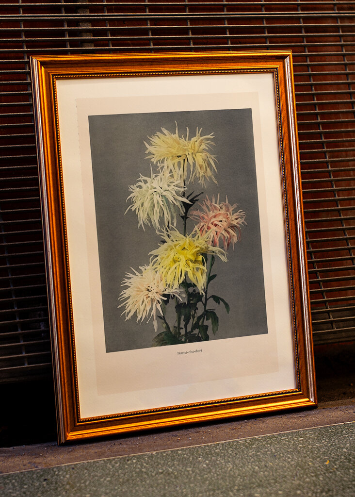 Chryzantéma Elegance