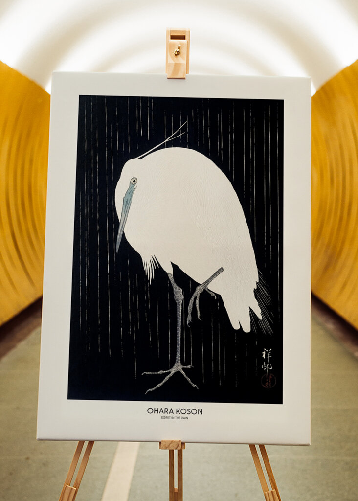 Garza bajo la lluvia