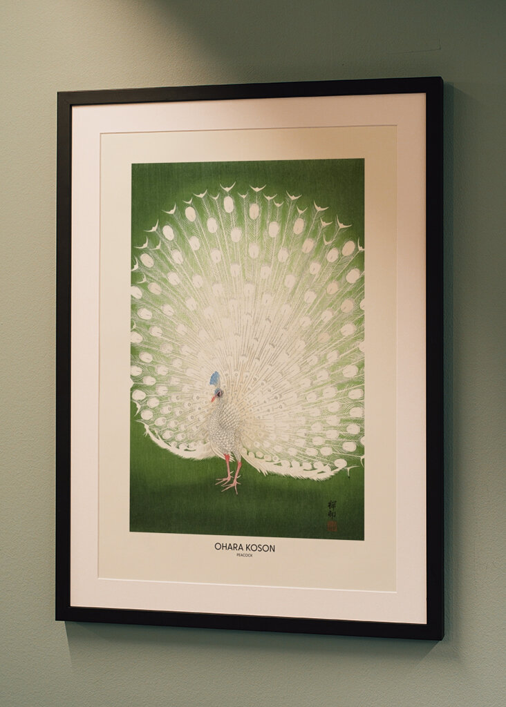 Radiant White Peacock