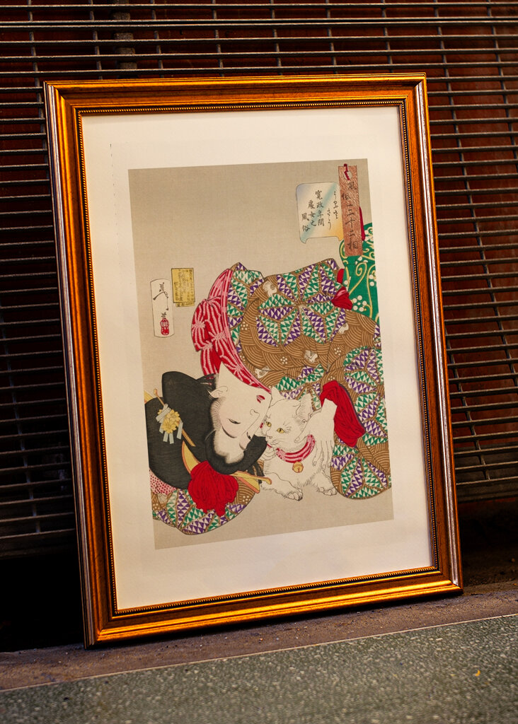 Sen s kočkovitými šelmami