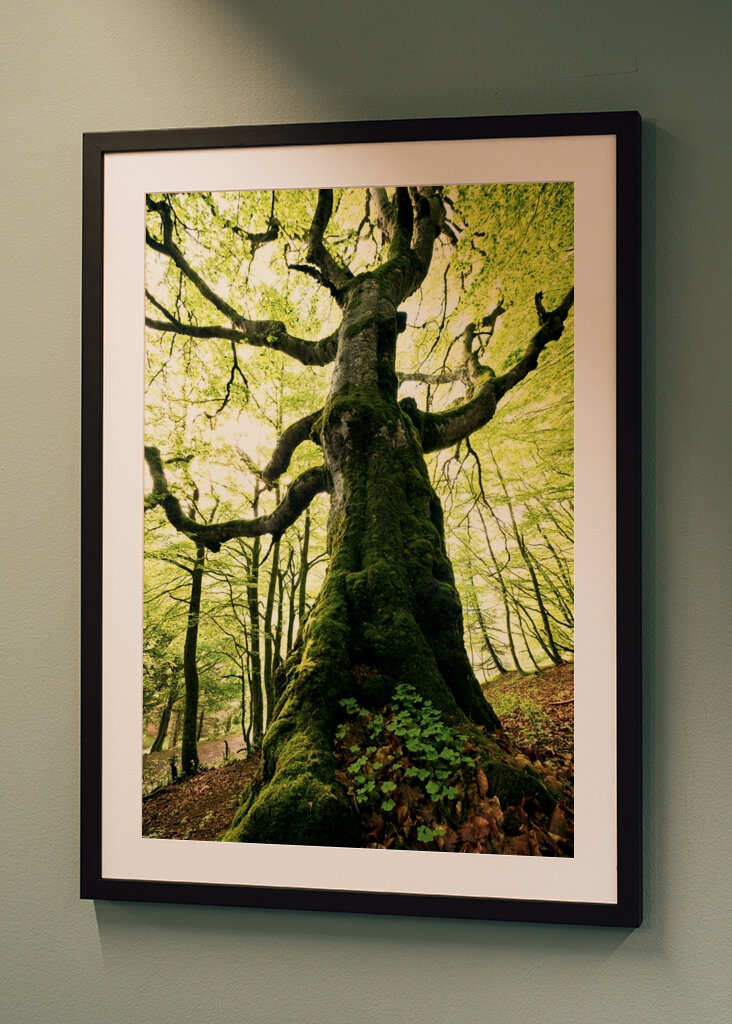Géant majestueux de la forêt