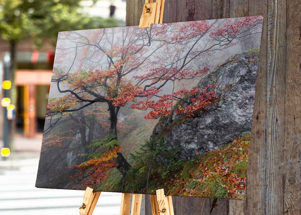 Neblige Herbstwälder