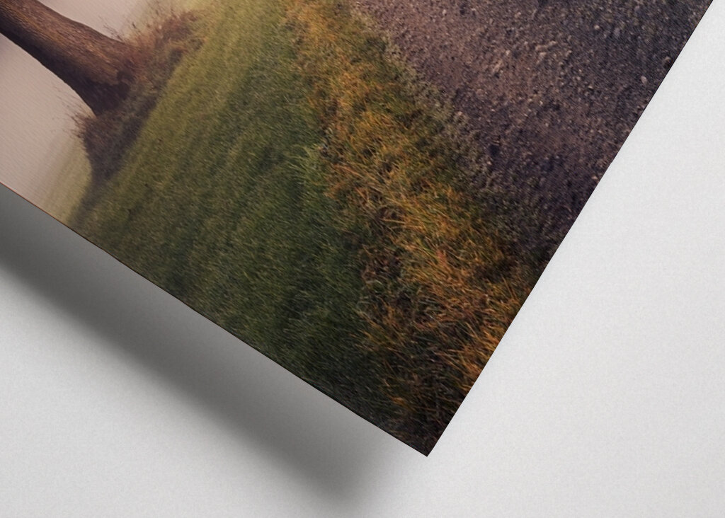 Niebla sobre el camino