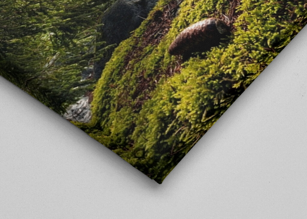 Sonnenbeschienener Waldbach