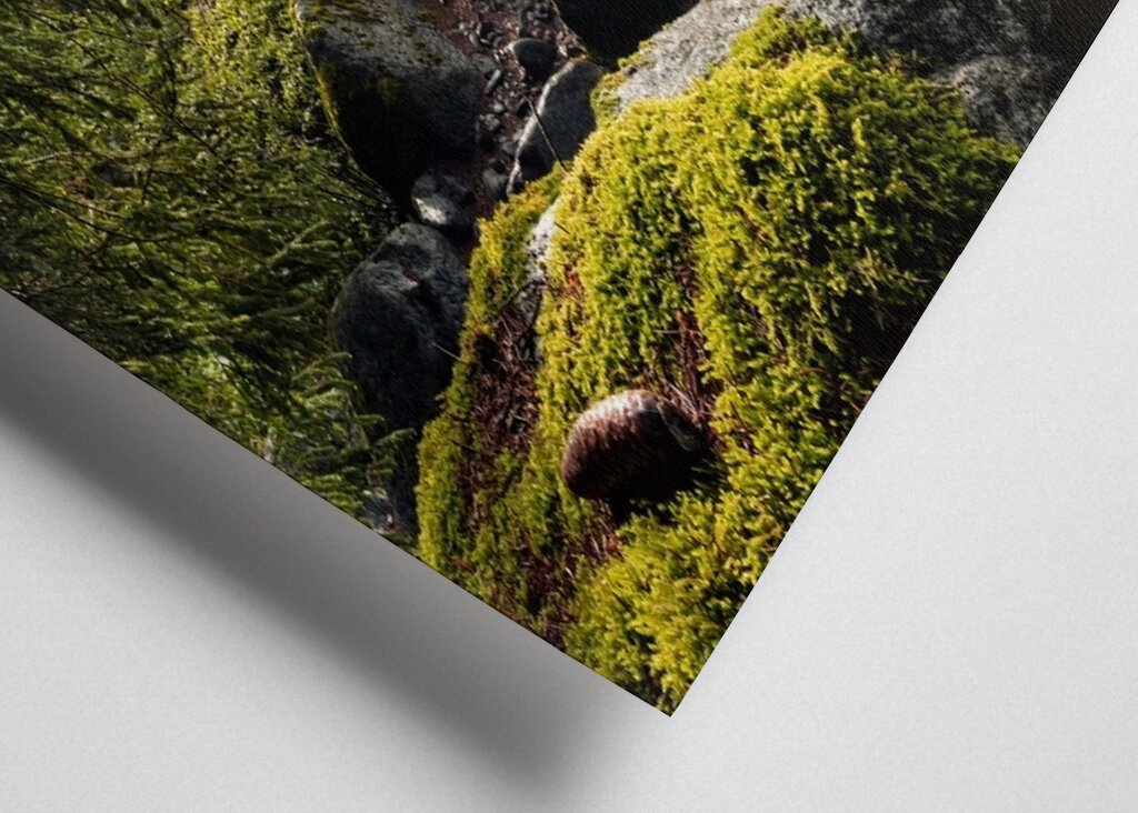 Sonnenbeschienener Waldbach