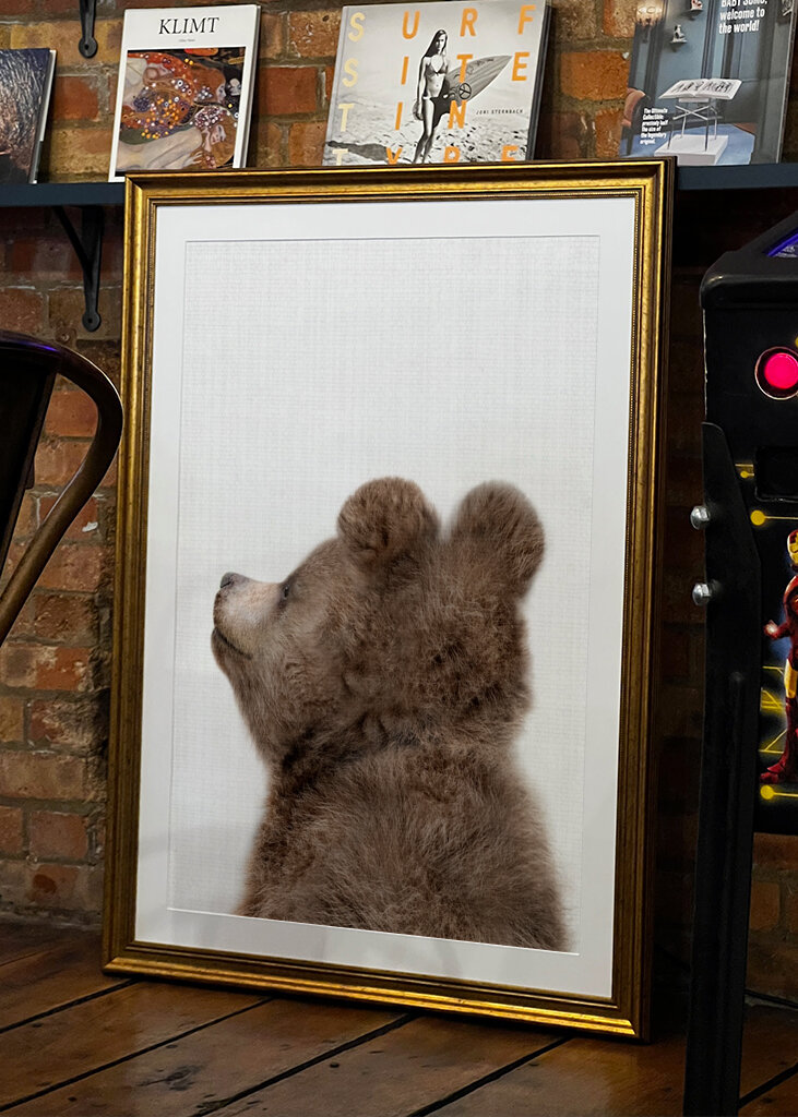 Profil de l’ours moelleux