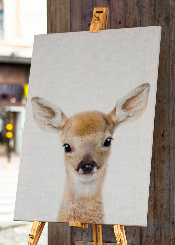 Fawn's Gentle Gaze