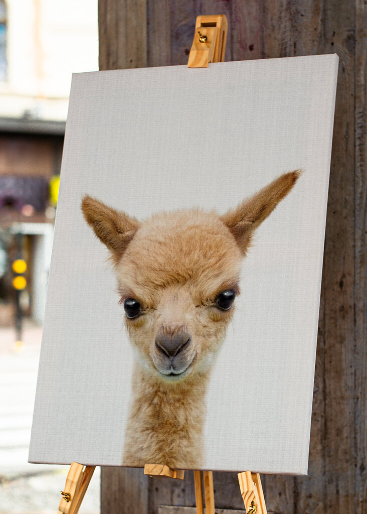 Alpaca Stare
