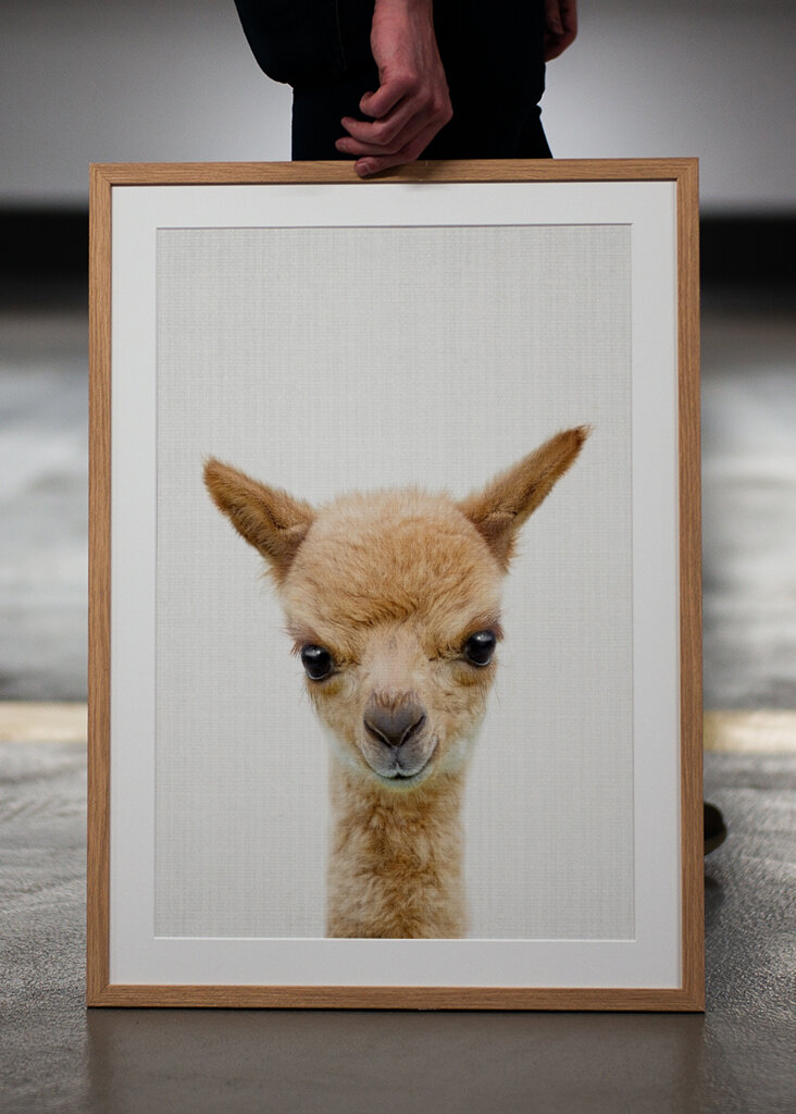 Alpaca Stare