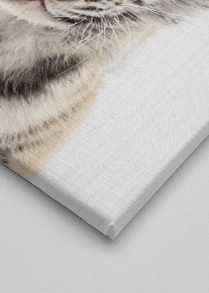 Le regard innocent de l’ourson