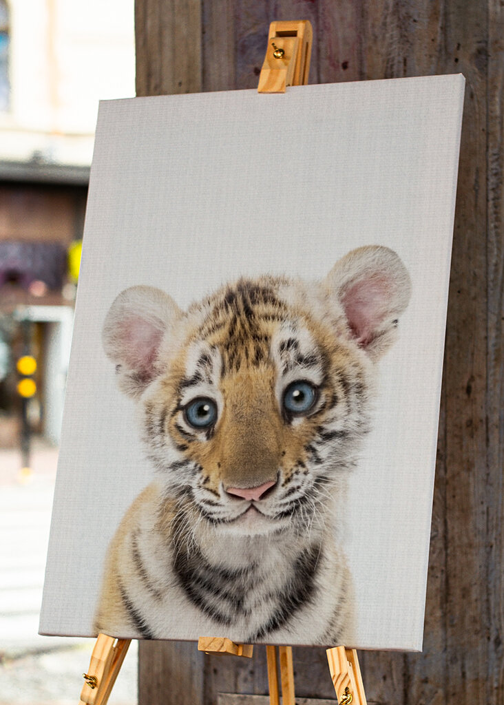 Le regard innocent de l’ourson