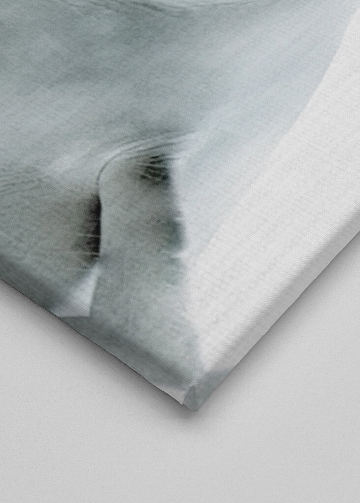 La amable sonrisa de la ballena