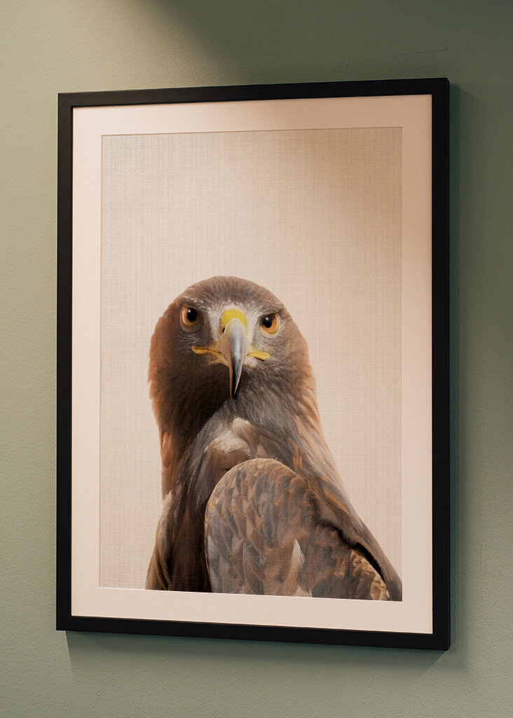 Regard d’aigle