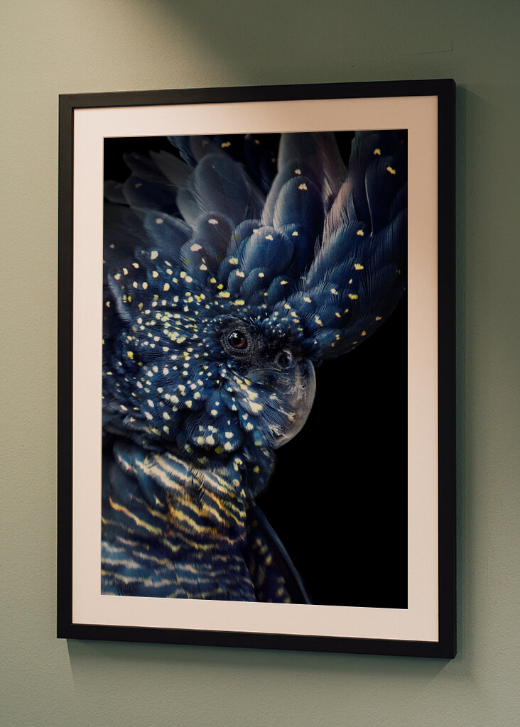 Alas de noche estrellada