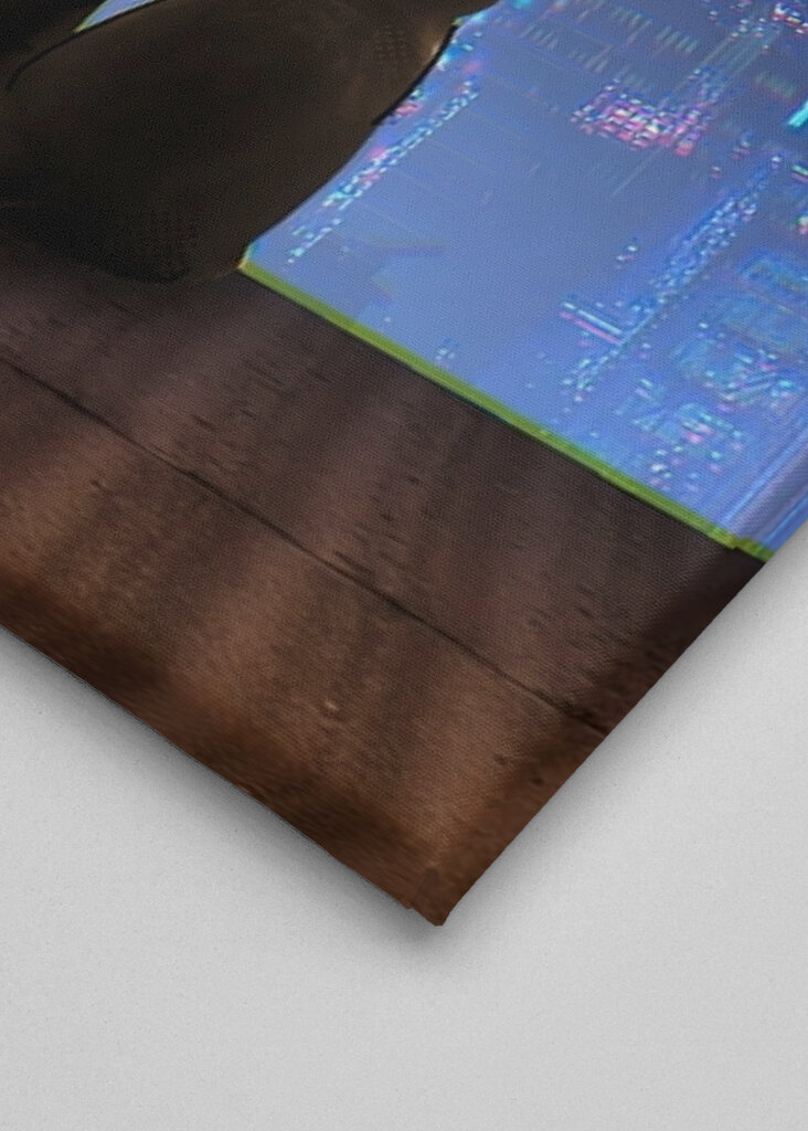 The cat (Felis catus)