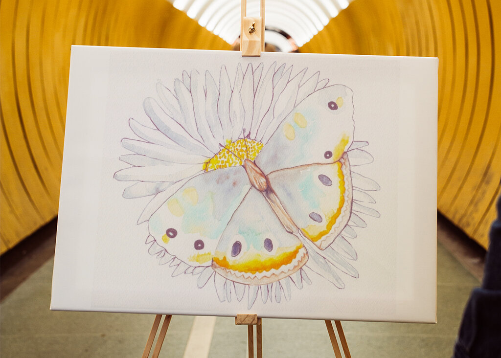 Butterfly and Daisies
