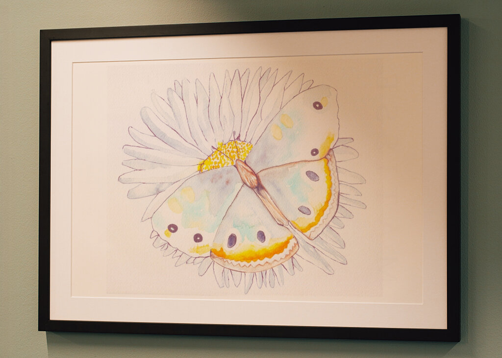 Butterfly and Daisies